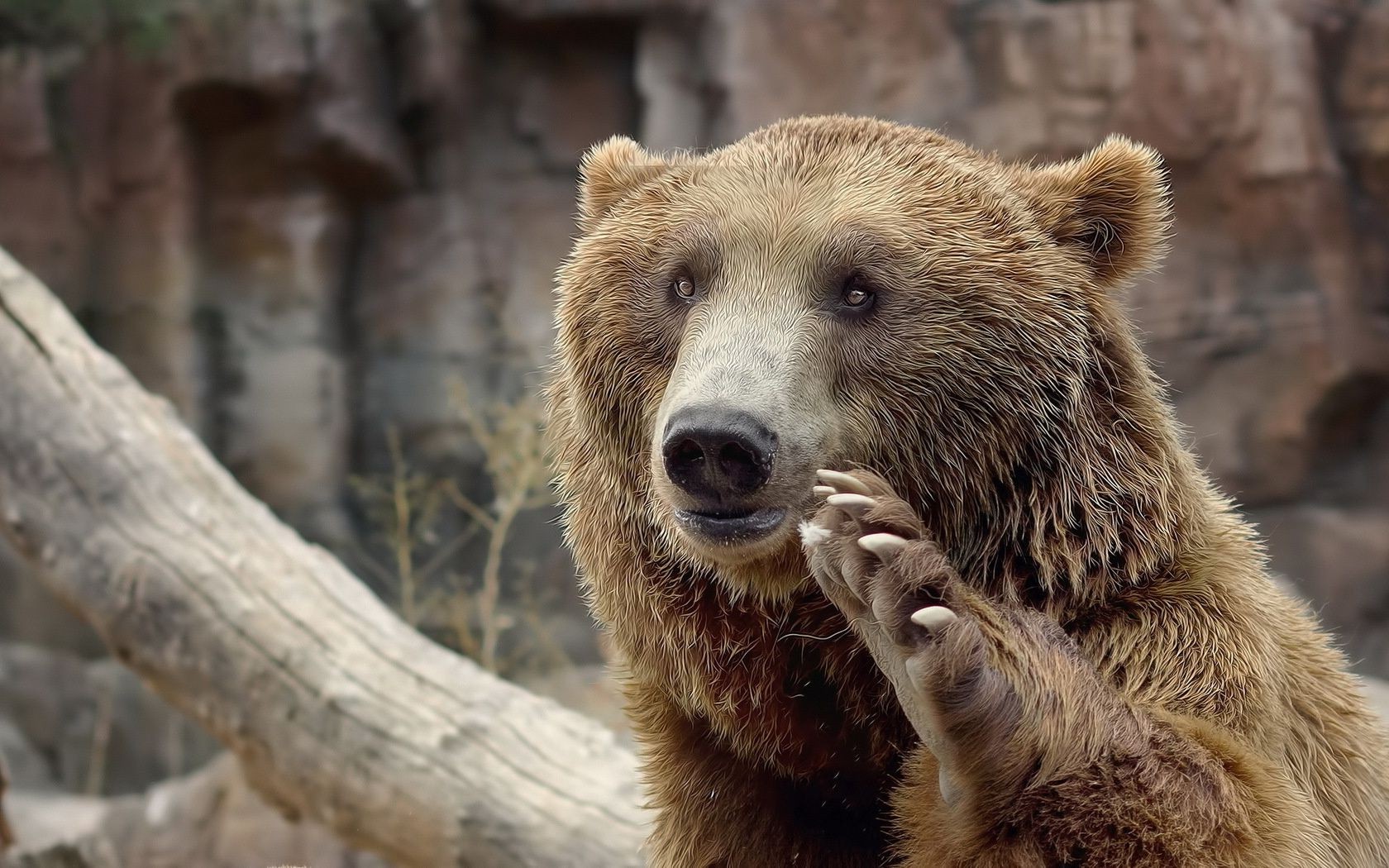 osos mamífero vida silvestre naturaleza piel animal salvaje al aire libre zoológico depredador madera