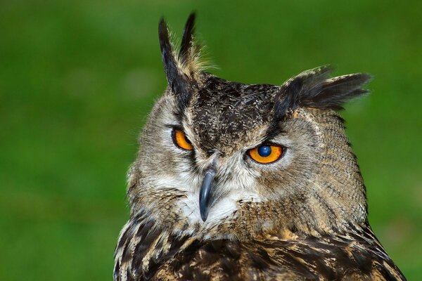 Oiseau hibou de la faune