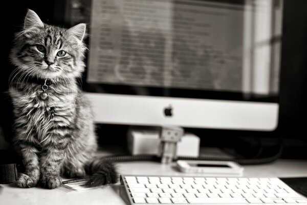 The cat is sitting near the computer