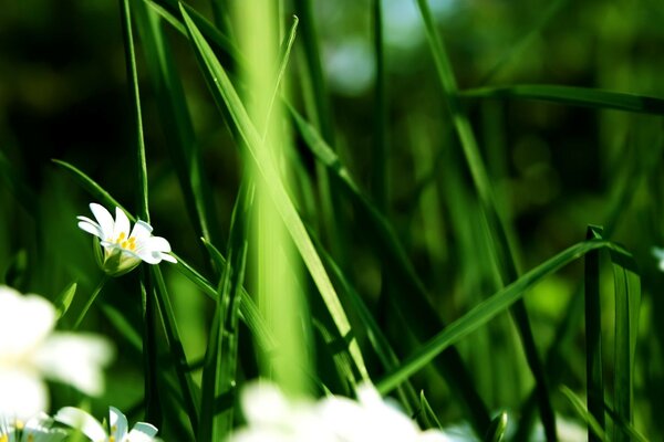 Chamomile flower in the grass