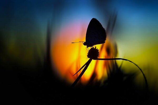 Mariposa en la flor en el fondo de la puesta de sol