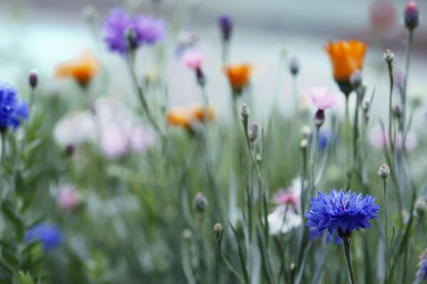 Beleza da natureza, flores silvestres