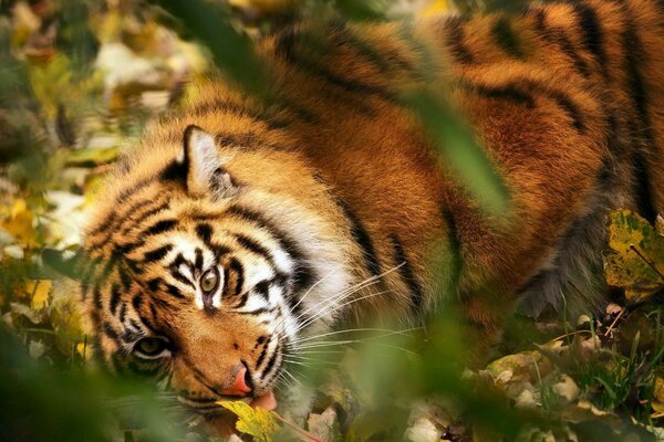 Hermoso tigre en la hierba de otoño