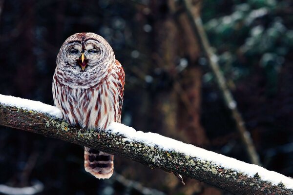 Hermoso búho en una rama cubierta de nieve