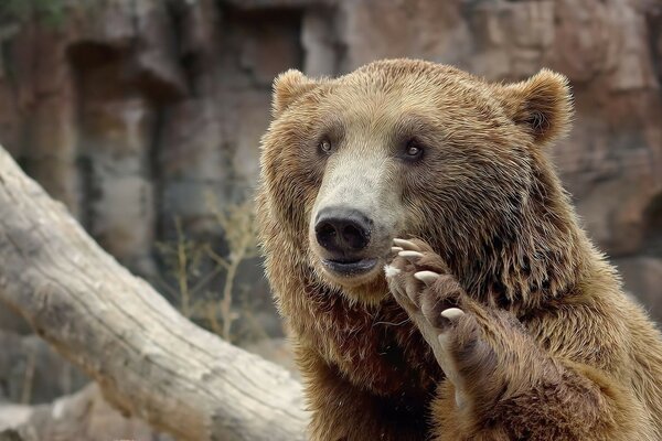 Brown bears in the wild