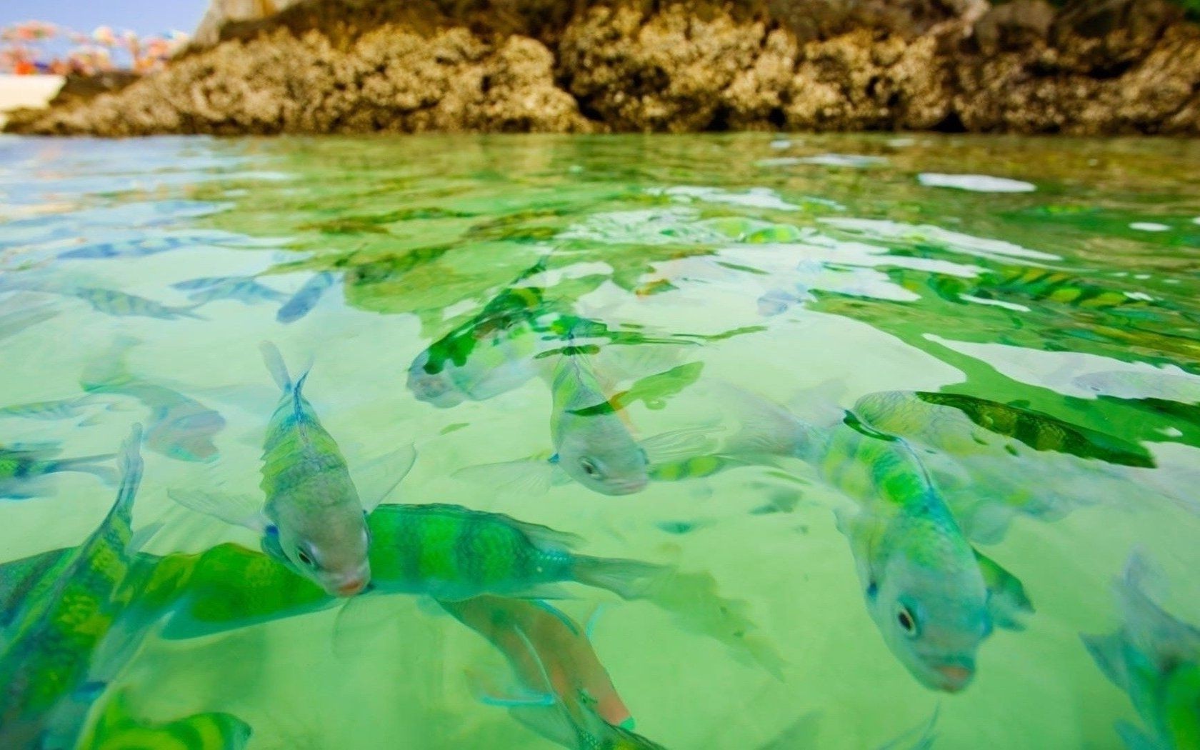 animals water fish swimming underwater turquoise sea ocean nature desktop color tropical summer beautiful travel