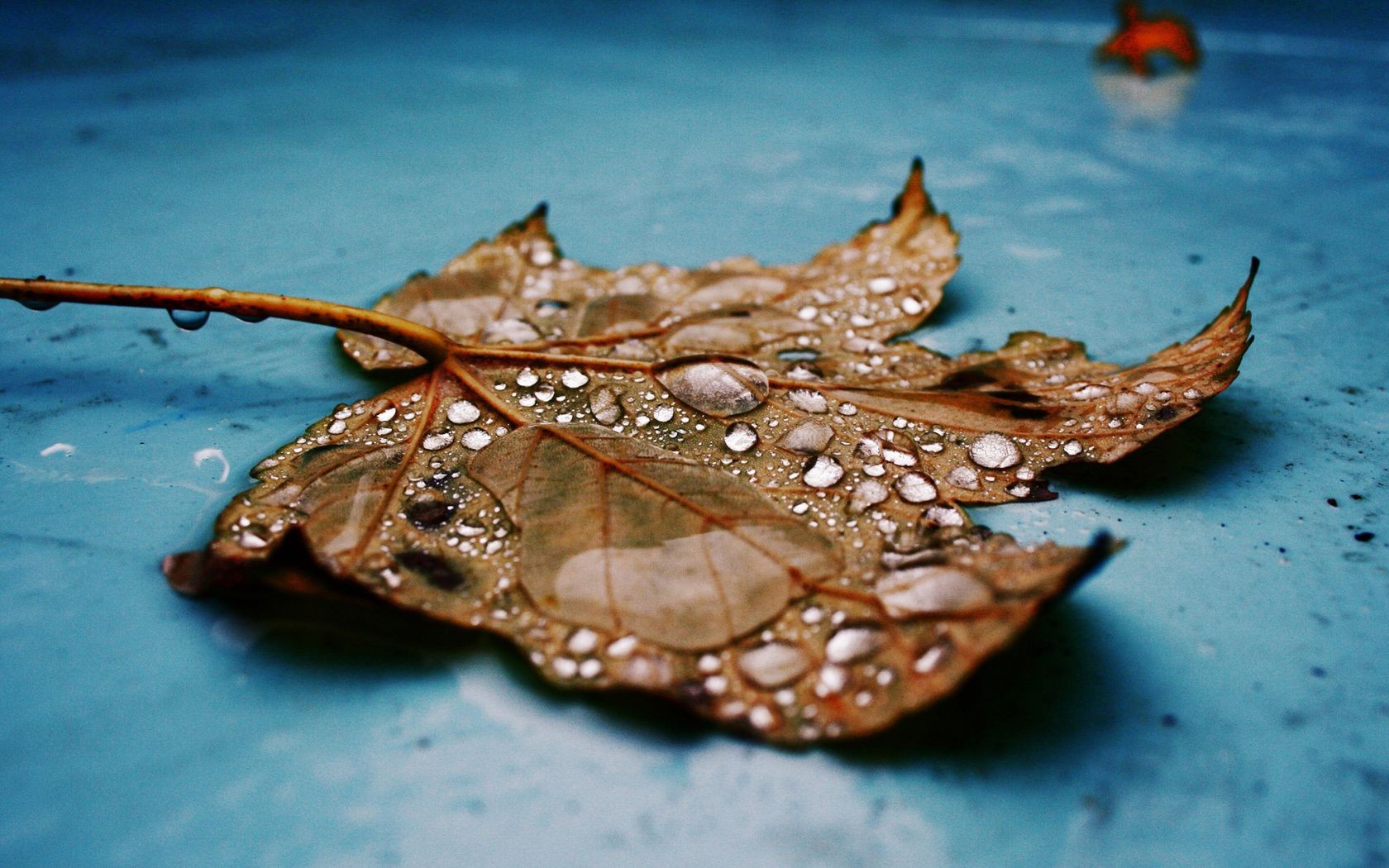 feuilles eau nature feuille bureau couleur