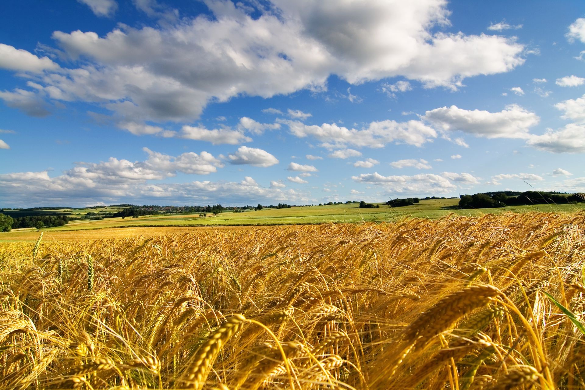 campos prados y valles trigo cereales cosecha maíz agricultura granja rural campo pasto pan paja centeno campo paisaje oro cielo tierra cultivada país cebada