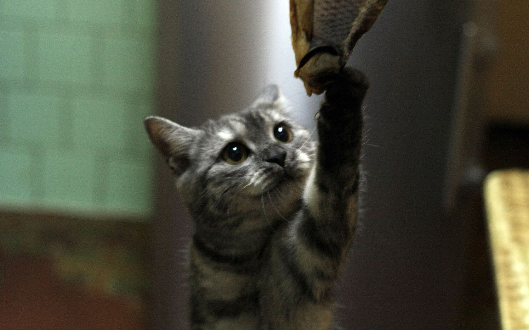 katze katze säugetier porträt haustier niedlich tier kätzchen auge ein fell vorschau kind