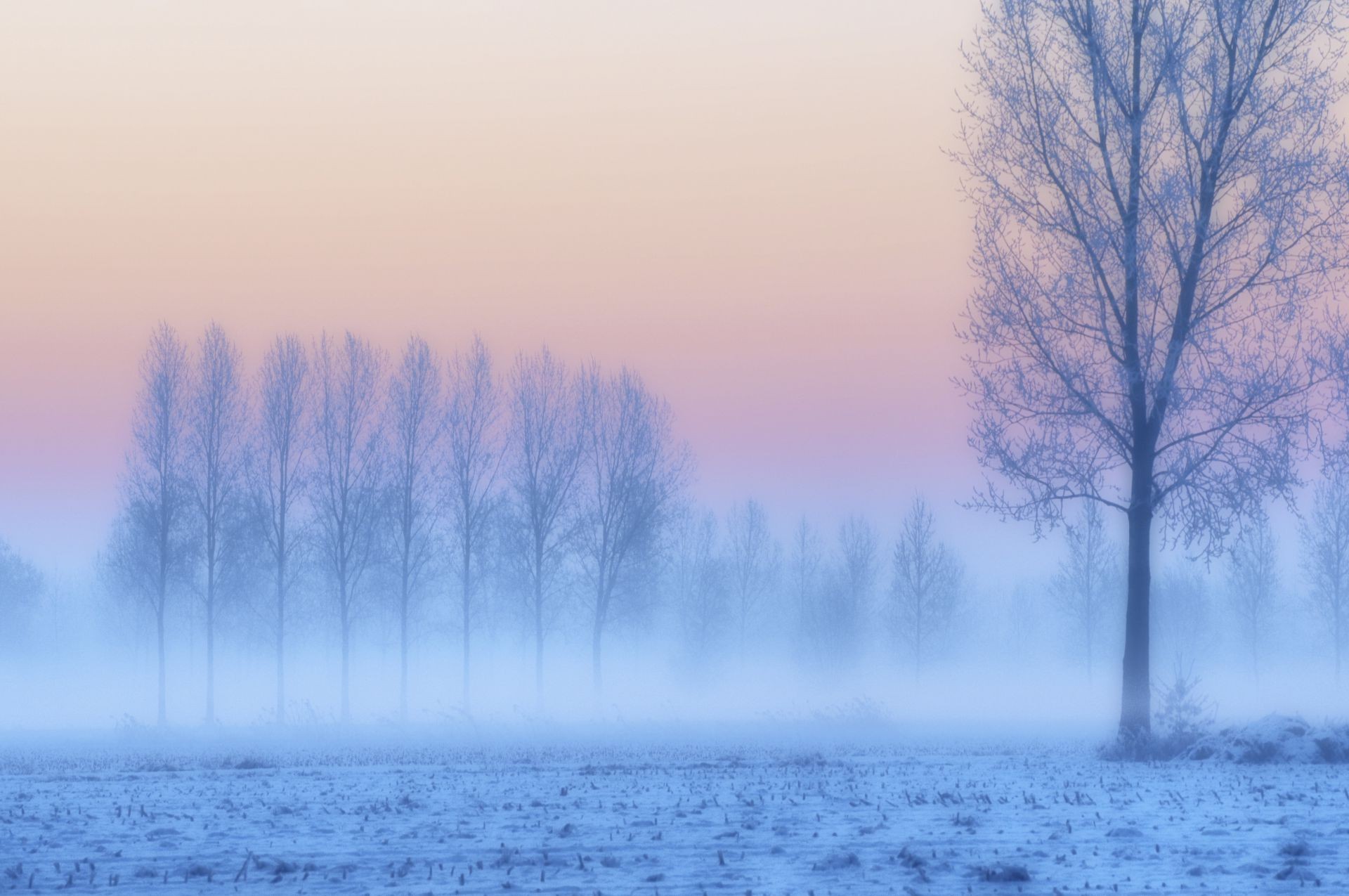 inverno nebbia nebbia natura alba meteo neve paesaggio freddo gelo albero all aperto congelato legno autunno ghiaccio acqua