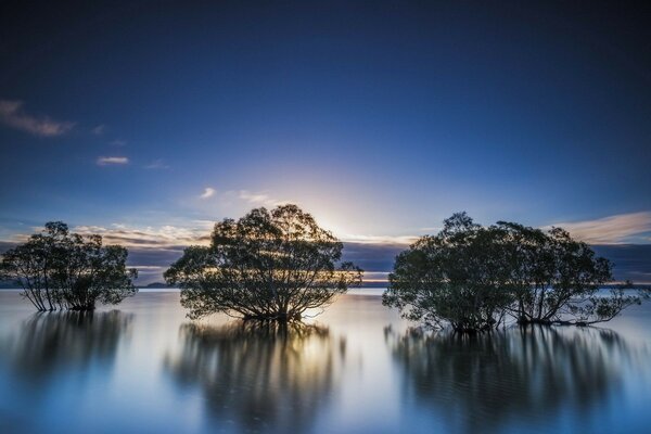 Three trees in the middle of the lake