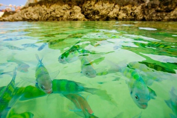 Un sacco di grandi pesci in acqua verde sullo sfondo delle montagne