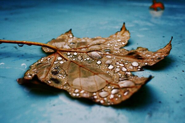Кленовый осенний лист в каплях воды