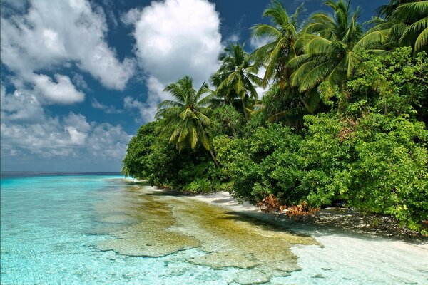 Tropical island and palm trees on the shore