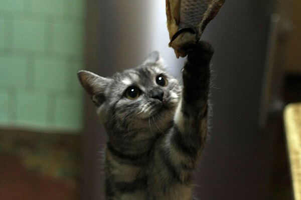 Cat drags a fish from the table