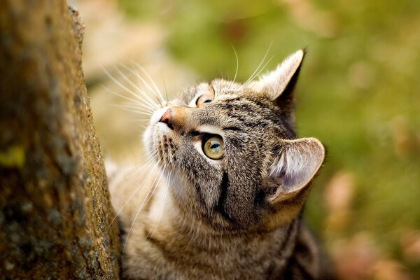 Gato barca en el tronco de un árbol