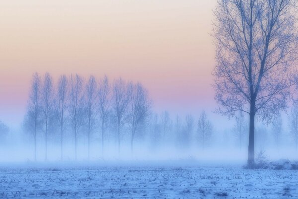 Photo de brouillard d hiver le matin