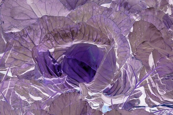 Abstraction. Image incompréhensible dans les tons violets