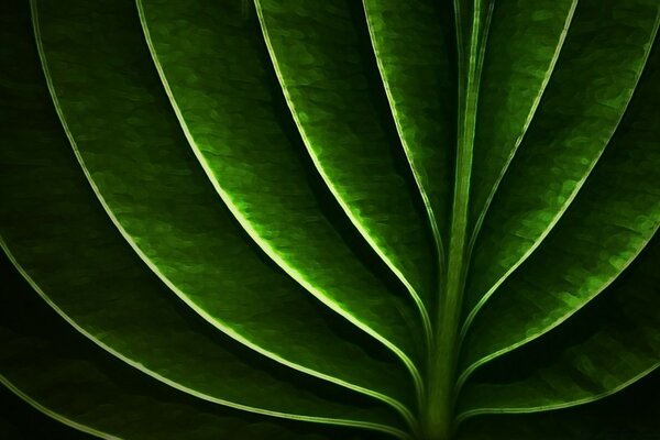 Abstraction de feuille verte