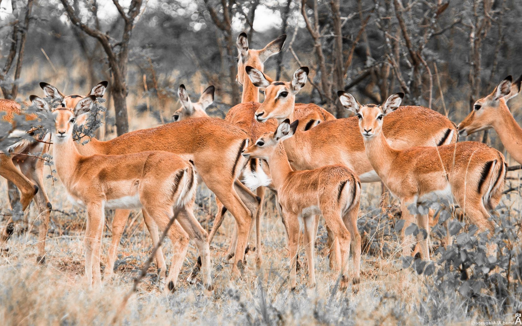 hirsch säugetier tierwelt antilope tier natur wild safari park impala gras im freien gazelle