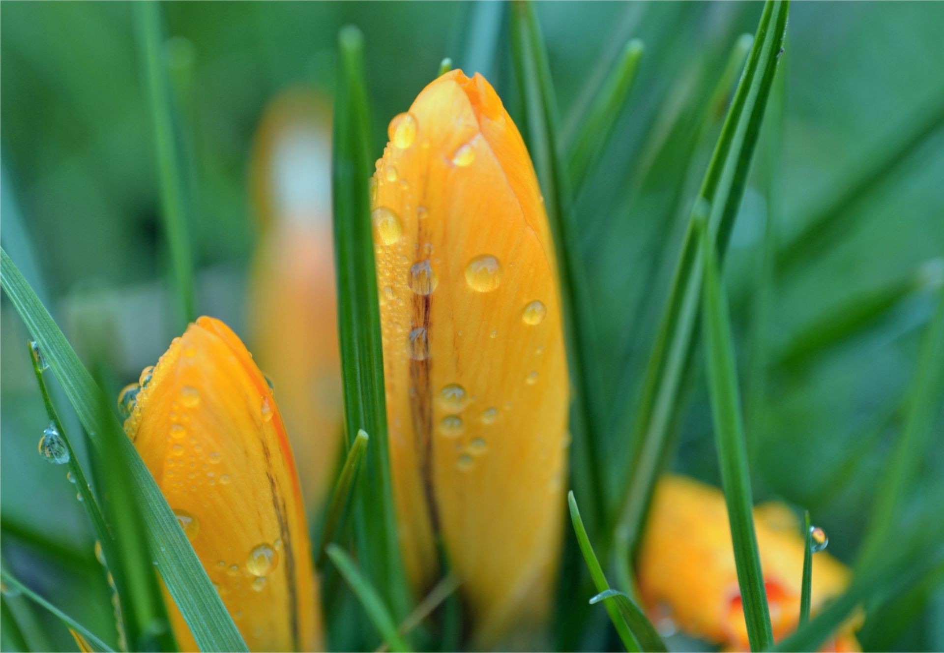 flores natureza folha verão grama ao ar livre flora orvalho brilhante jardim bom tempo crescimento chuva molhado flor sol cor