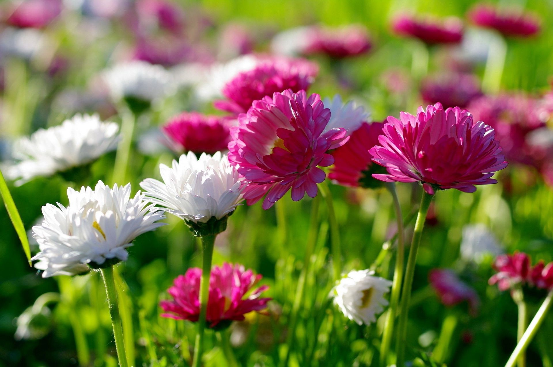 çiçekler doğa çiçek flora yaz bahçe çiçek açan taçyaprağı çiçek alan yaprak büyüme parlak renk çimen güzel hava saman sezon açık havada kafa