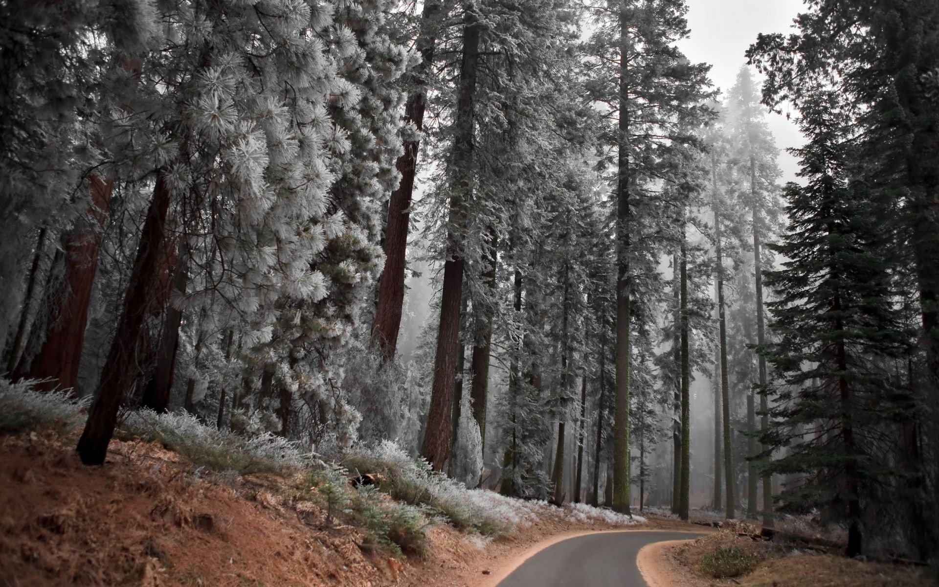 foresta legno albero conifere all aperto natura evergreen neve paesaggio viaggi inverno parco selvaggio sequoia nebbia