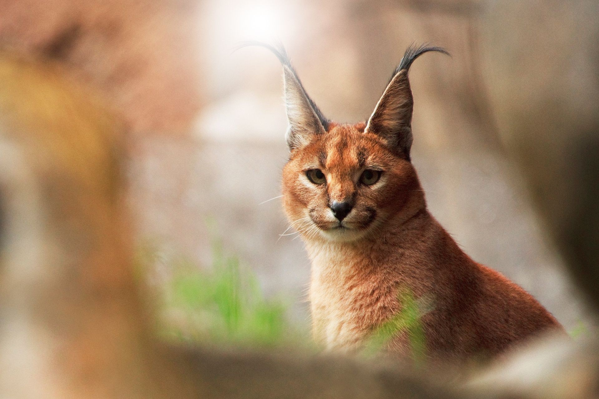 animales mamífero gato vida silvestre naturaleza animal retrato lindo ver salvaje ojo