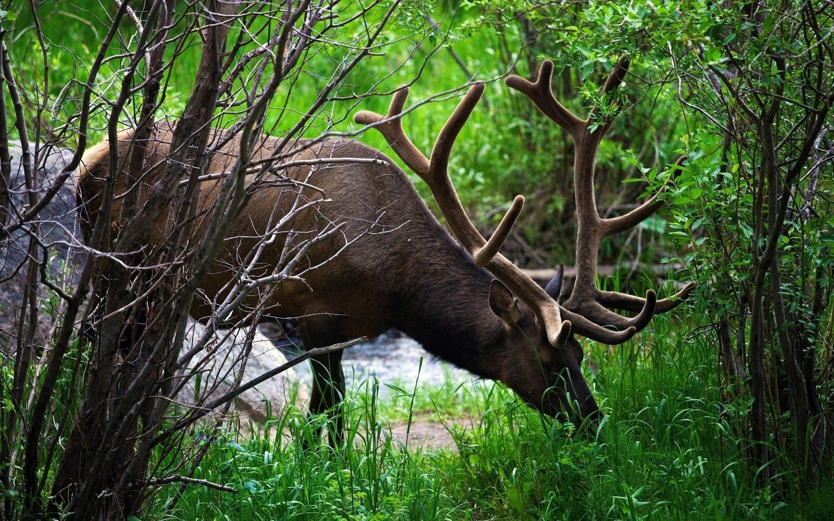 deer wood wildlife antler mammal moose nature animal stag wild park grass buck bull hunt large tree reindeer