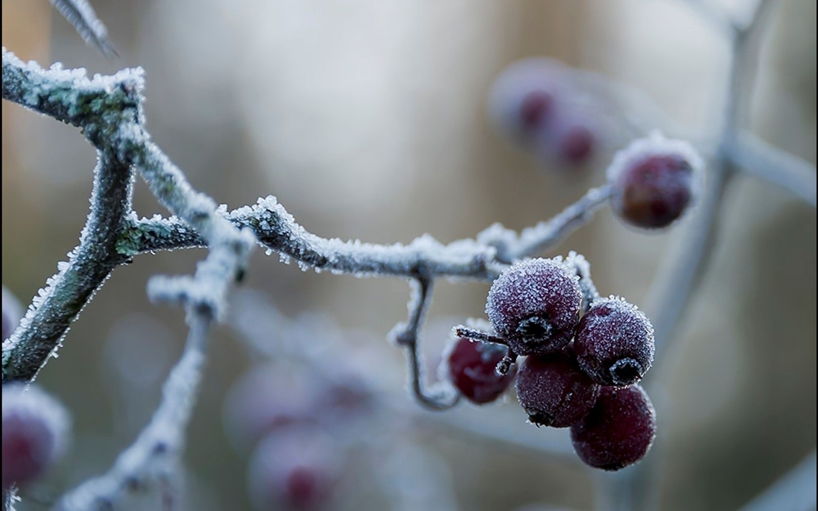 bayas invierno escarcha nieve rama árbol fruta baya naturaleza temporada color primer plano navidad congelado flora hielo comida frío dof al aire libre