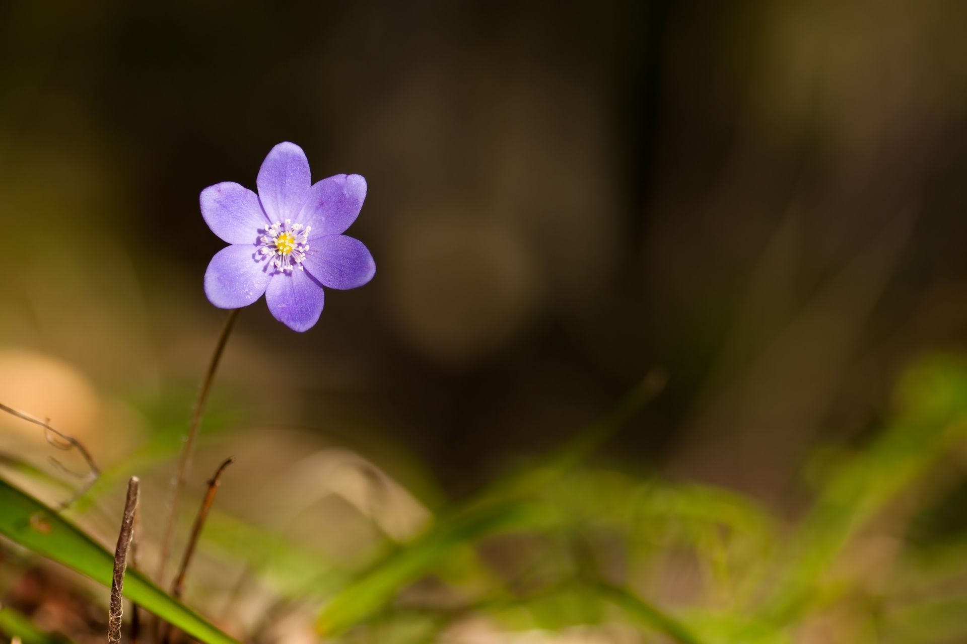 kwiaty natura kwiat flora liść rozmycie na zewnątrz ogród wzrost lato zbliżenie sezon trawa dziki jasny płatek kolor park