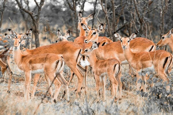 Petits cerfs paissent dans la clairière