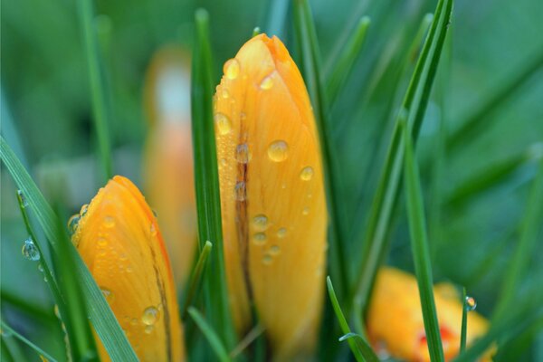 Tau auf gelben Tulpen