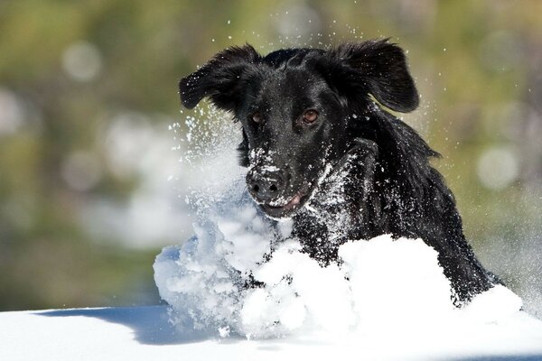 一只狗在冬天的雪中奔跑