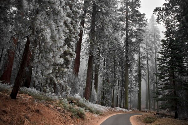 Forest, gorgeous nature and a road leading to nowhere