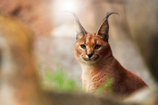 O lince é um gato selvagem