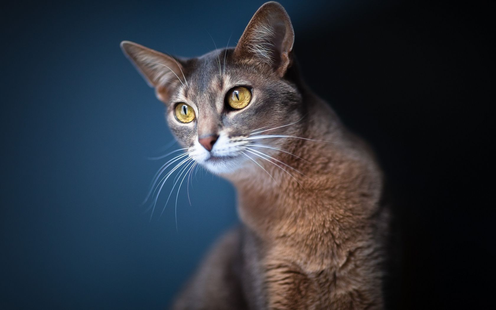 chat chat mignon oeil portrait mammifère jeune fourrure animal de compagnie aperçu animal un cheveux chaton moustache tête à la recherche