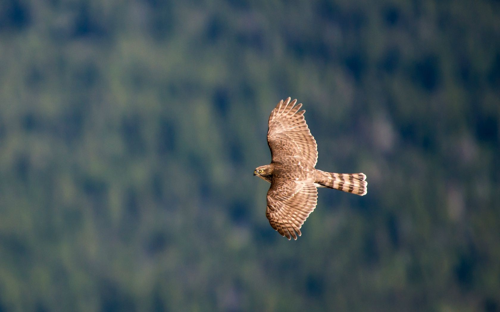 animali raptor uccello falco fauna selvatica falco natura all aperto gufo aquila volo preda luce del giorno piuma