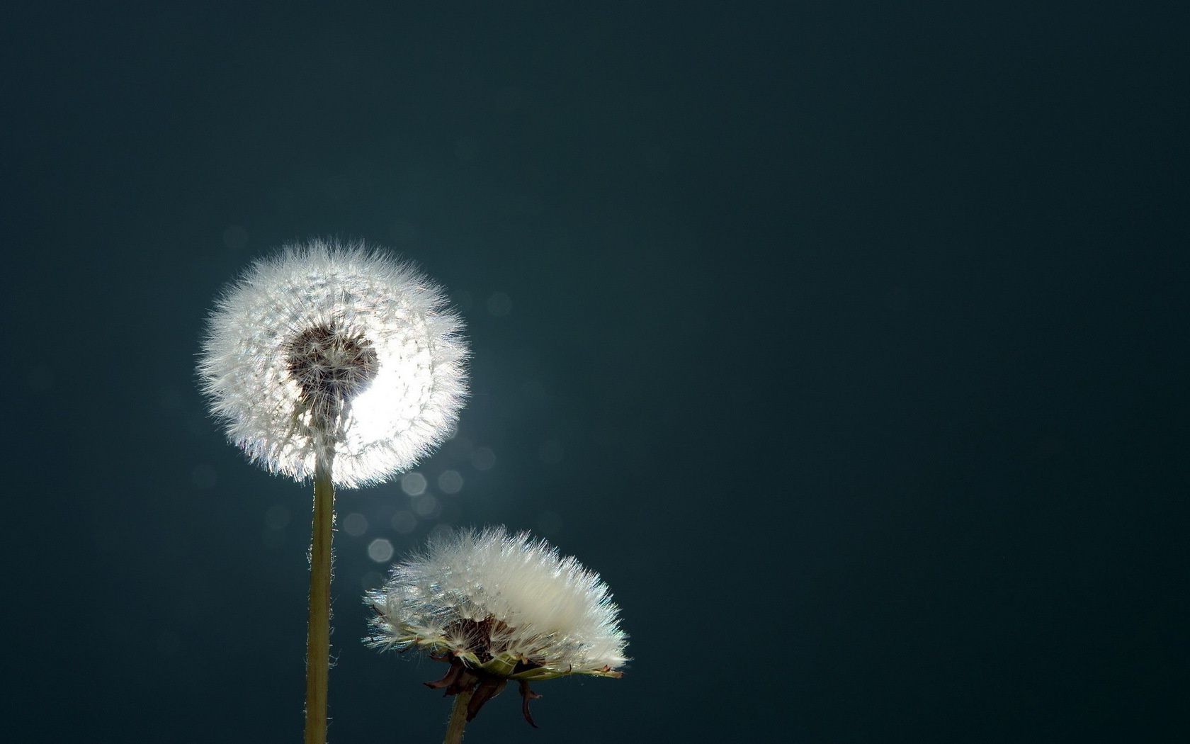 blumen löwenzahn natur blume sanft flaumig im freien hell höhe sommer