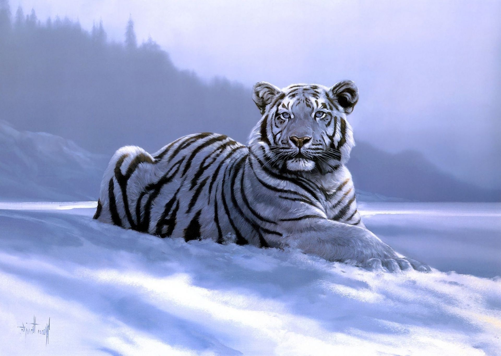 белый тигр на снегу бесплатно