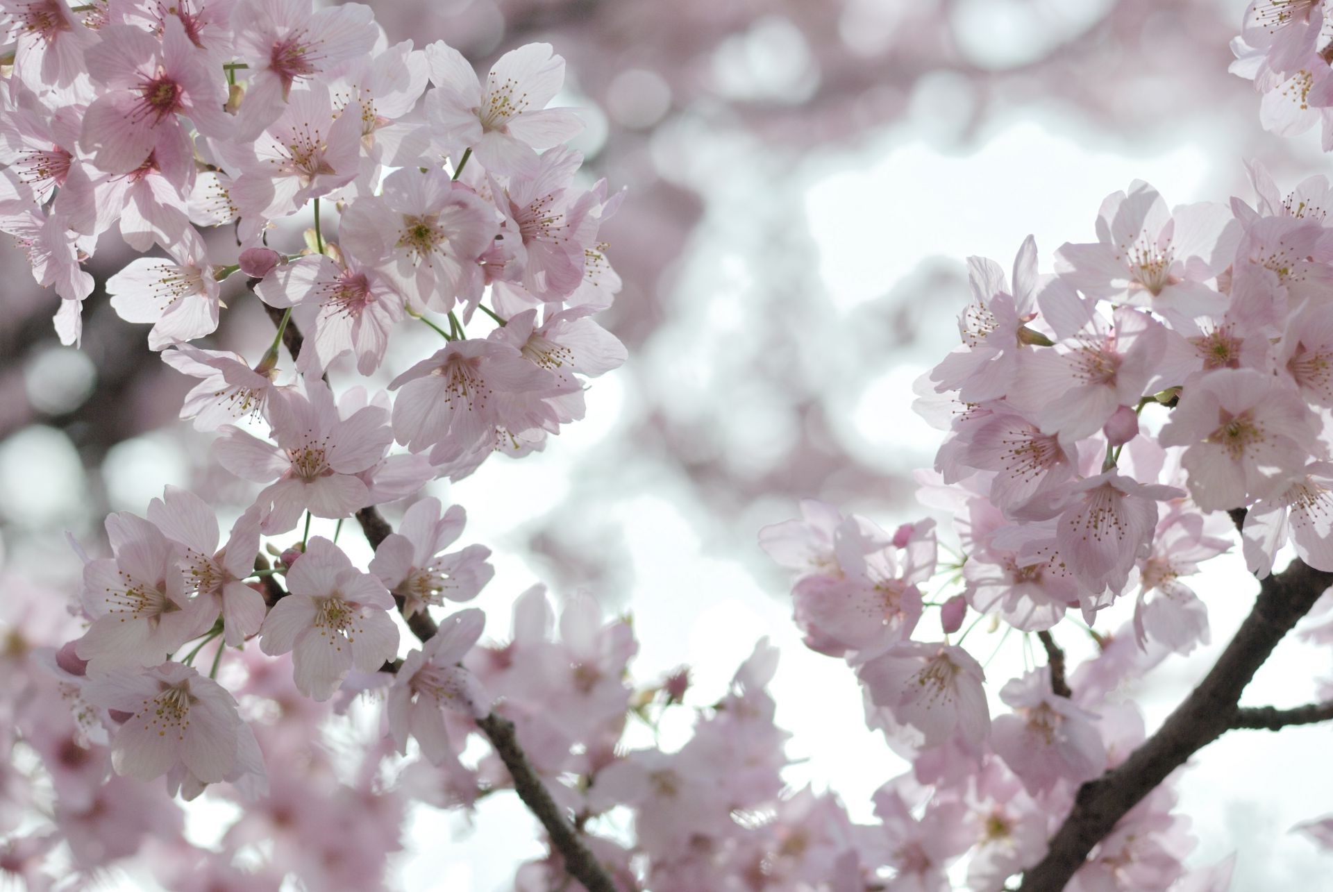 the flowers on the trees cherry flower branch tree nature flora garden season blooming petal apple leaf bud delicate growth floral springtime plum bright