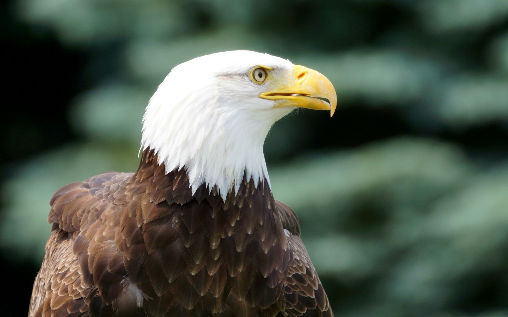 animals raptor eagle bird wildlife prey bald eagle bald nature beak portrait hawk falconry animal outdoors