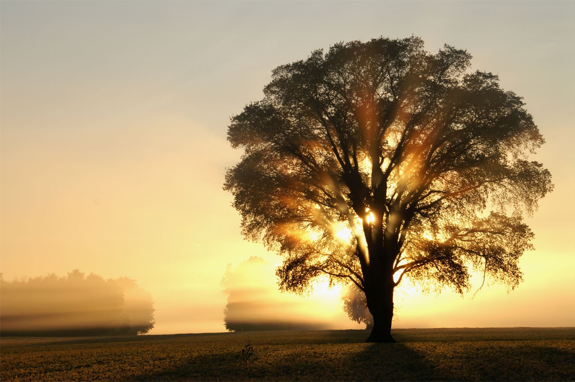 the sunlight and rays sunset dawn sun landscape tree nature sky evening backlit fog dusk outdoors fair weather mist