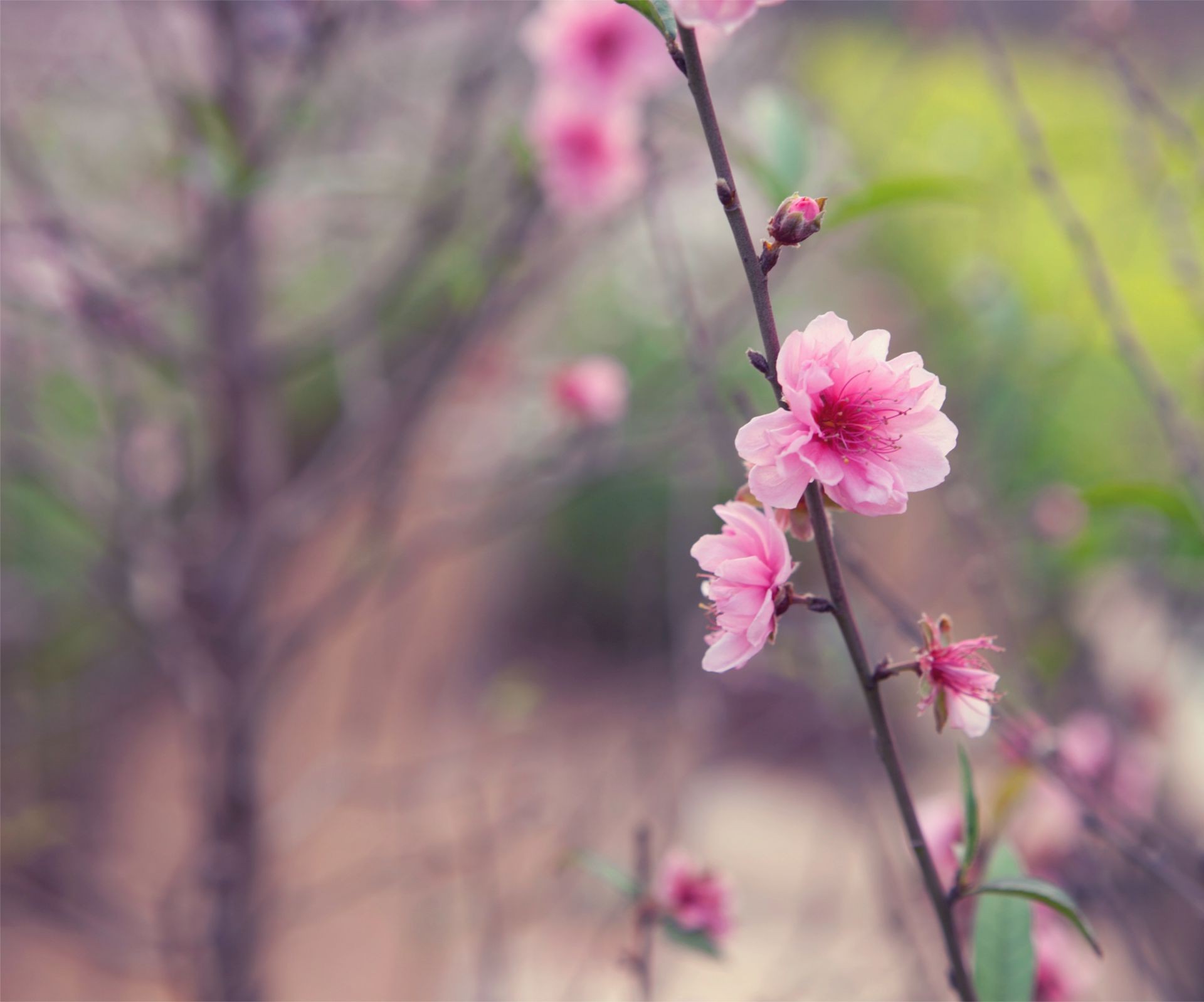 flowers flower nature flora growth garden summer cherry branch leaf tree blooming petal bright delicate color bud floral season outdoors