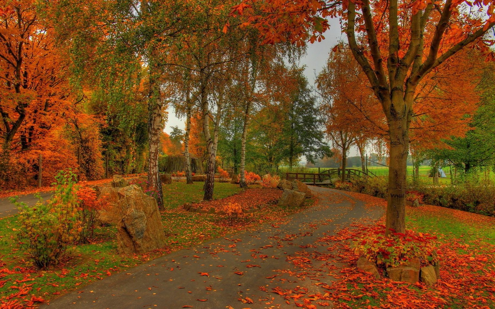 automne automne feuille arbre paysage parc nature érable en plein air bois scénique saison lumière du jour luxuriante beau temps campagne