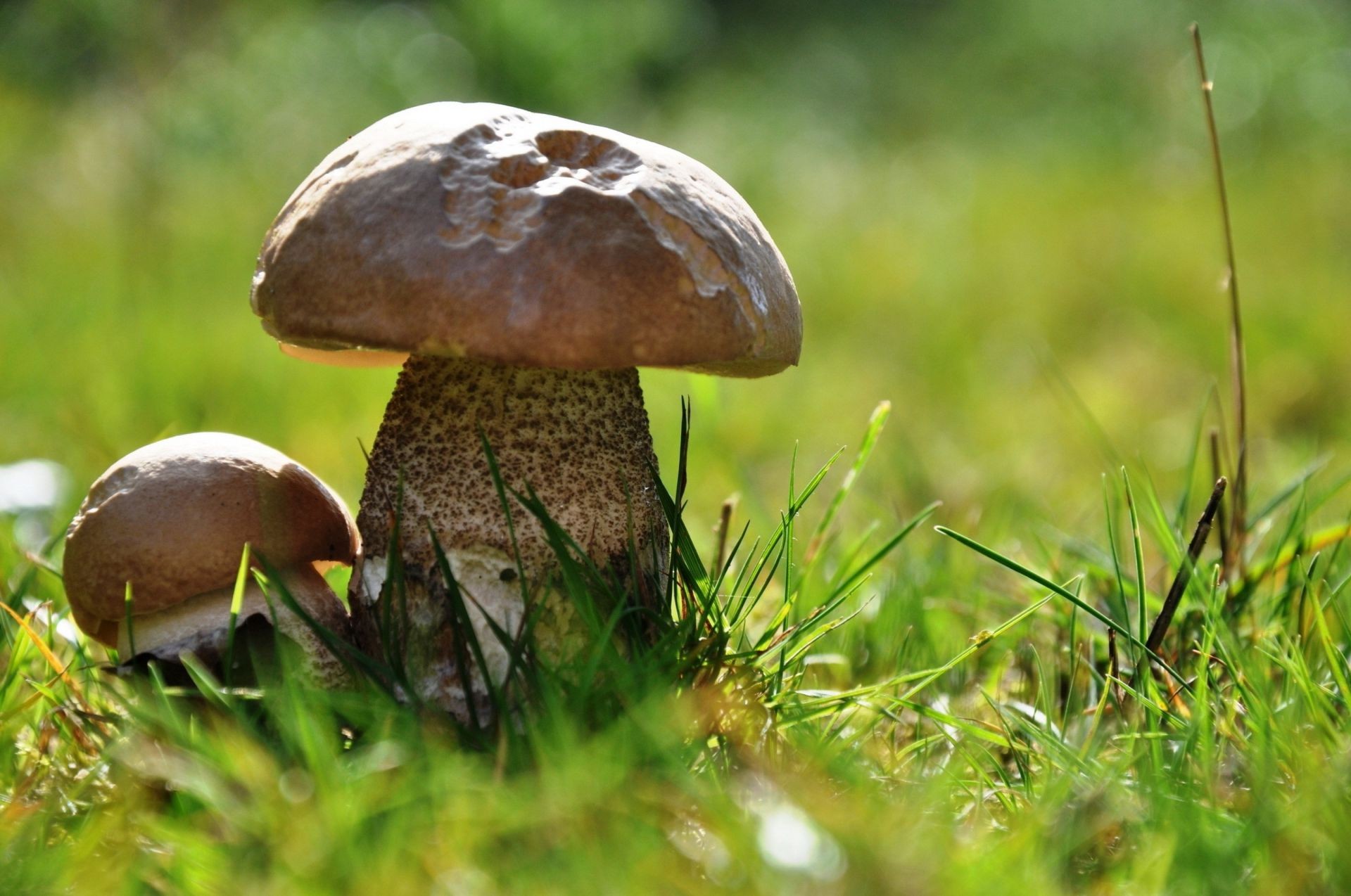 plantes champignon champignon nature herbe borovik automne mousse bois alimentaire sauvage à l extérieur été sporovo comestible champignon flore feuille pâturage