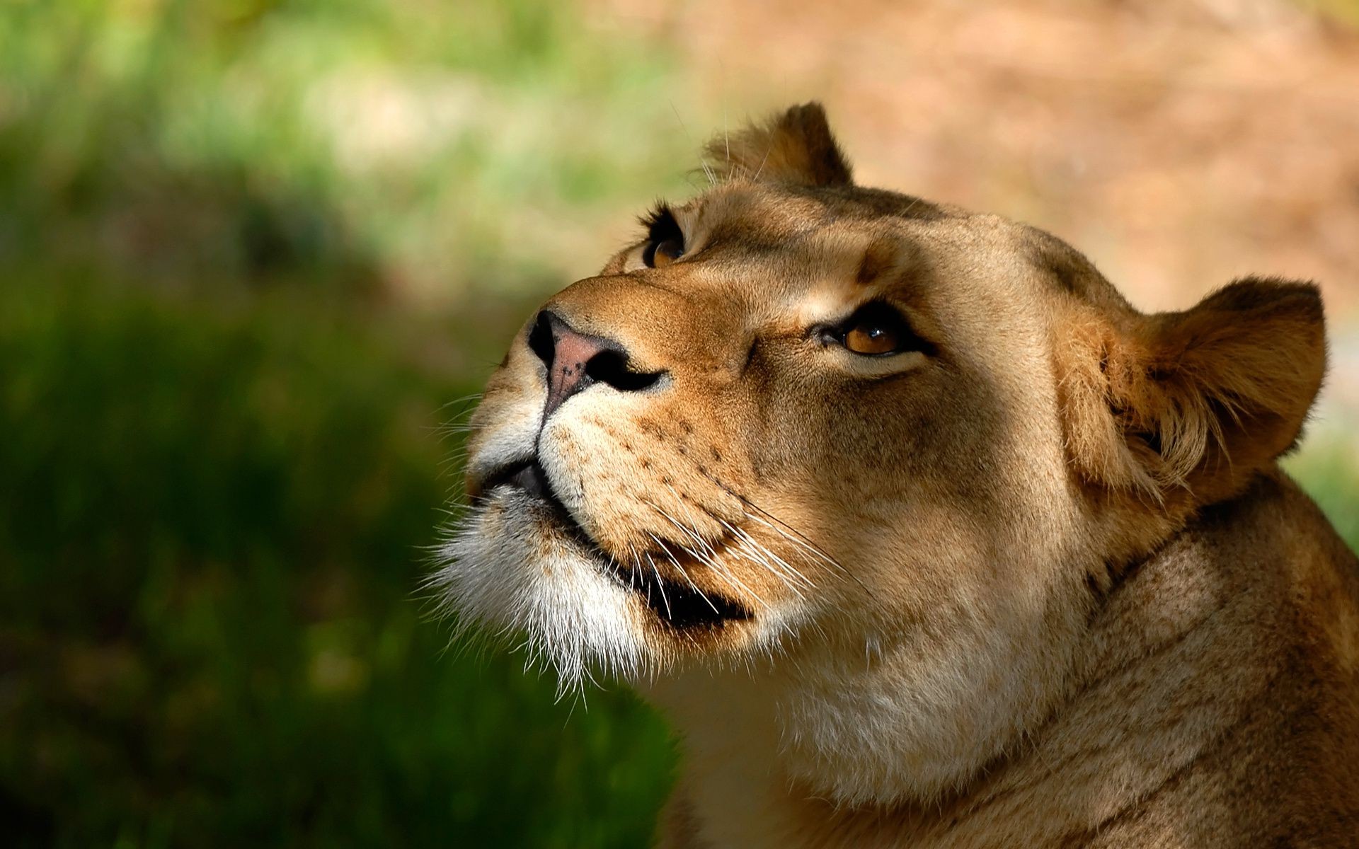 lions cat wildlife mammal eye lion fur animal nature portrait predator zoo grass wild safari