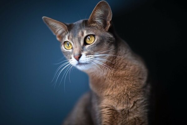 O gato pensou em alguma coisa.