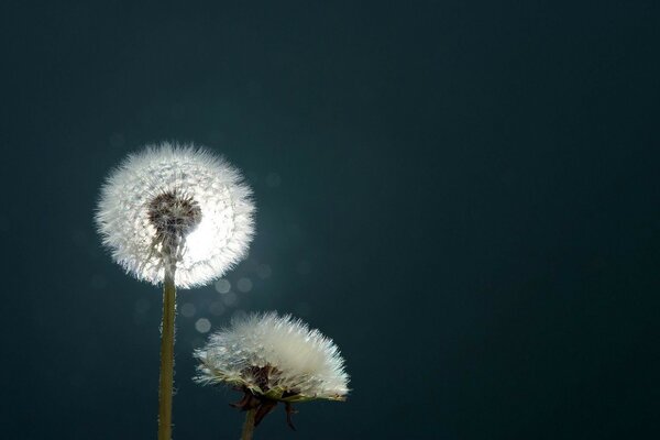 Delicate white dandelion in its natural beauty