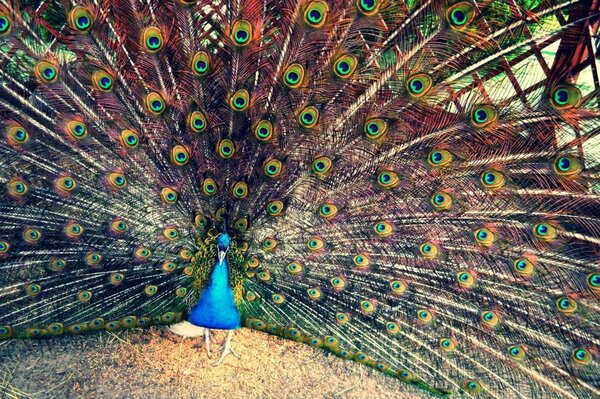 Der Pfau öffnete seine breiten Federn